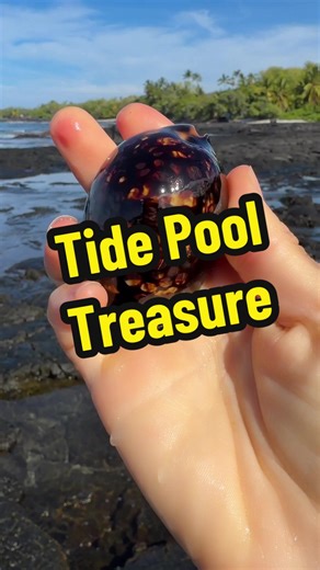 Do Eels Resemble Snakes? Exploring Tide Pool Treasures