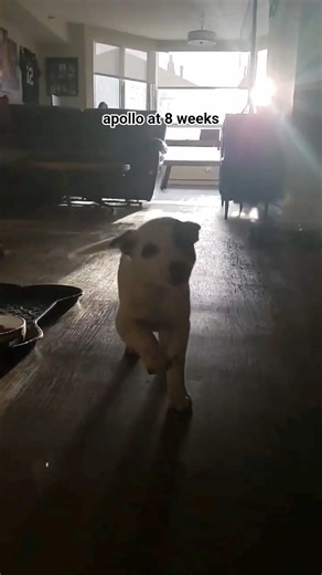 Australian Cattle Dog puppy vs. adult — same chaos, different size 😭
