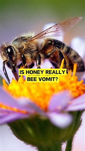 Spacedollah (ENG) on Instagram: "Is Honey Really Bee Vomit? Honey is produced by honeybees through a detailed biological process. Worker bees collect nectar from flowers and store it in a special organ called the honey stomach, separate from their digestive stomach. Inside, enzymes break down complex sugars into simpler ones. The bees then regurgitate the nectar and pass it to other bees inside the hive, continuing the enzymatic process. Once the mixture is placed into honeycomb cells, the bees 