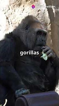 Gorillas Farting, and Belching, 6 bizarre facts