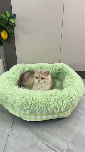 🐱 The Coziest Cat Bed for Winter! Your Cat Will Love This #Shorts #CatBed