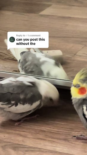 Cockatiel Behavior and Interactions: Understanding Your Bird's World