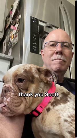 Watch this Senior Frenchie Finally Get the Love She Deserves