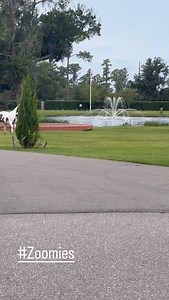 Hank has two #zoomie moments a day . Like clockwork. #free #fullmoon #horse #horsesofinstagram | Charlene Rogers