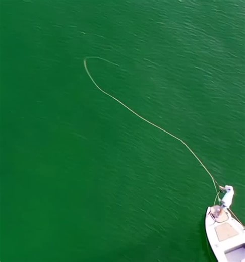 Tarpon on fly! Highly recommend 🔥#fishing #flyfishing #tarpon #tarponfishing | Reel Hustle