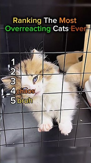 Ranking The Most Overreacting Cats Ever #ranking