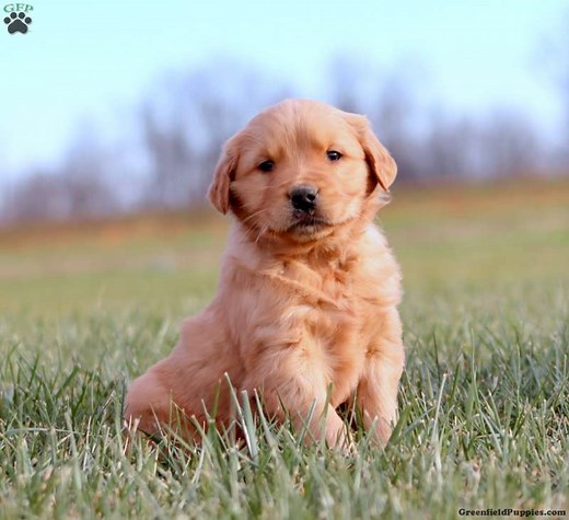 Golden Retriever Puppies For Sale - Greenfield Puppies