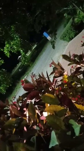 Relaxing Night Breeze | Spring Park Vibes #asmr #nature #parks #viral #shorts
