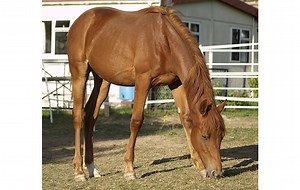 What determines a horse’s height? *H&H VIP* - Horse & Hound