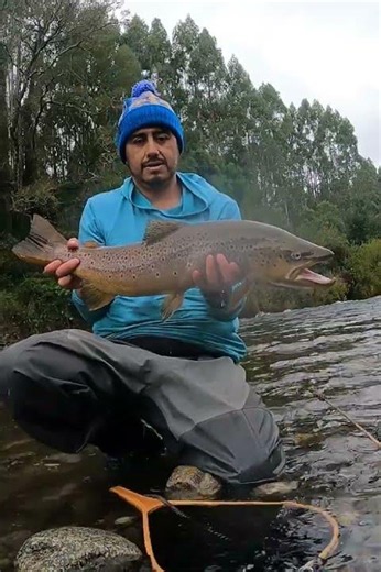 La mejor trucha de la temporada. #fly #fishing #trout #flyfishing #trucha #pesca #pescar #fish