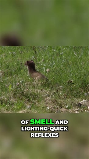 Steppe Polecat: Europe's Swift Predator of the Plains #natureshorts #wildlife