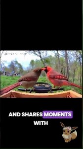 TT-Nature Outdoor Motion Sensor Camera – Upgraded Real-Time Alerts & Weather-Resistant