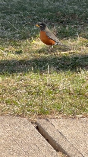 Rockin' Robin