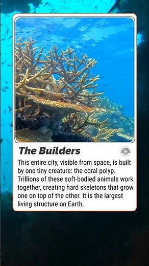 Coral Reef Formation: The Largest Living Structure on Earth