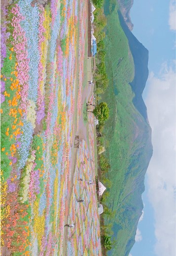 くじゅう花公園の春の花畑：10種類の彩り