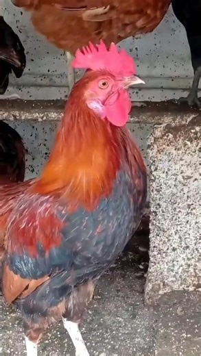 chicken rooster crowing sounds 🐓 #birds #roosterfarm