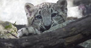 Snow Leopard Cub On View At Bronx Zoo - CBS New York
