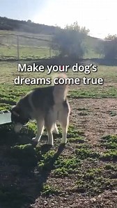 6K views · 735 reactions | Looking for new, off-leash experiences for...