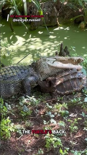 Snapping Turtle Fights Back! Bites Alligator in Wild Standoff!