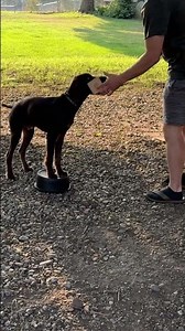 Fetch / hold clicker training 6 month Pudelpointer