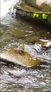 #shortvideo #mathplus