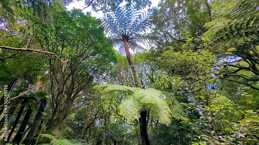 Scenic view of native New Zealand flora, trees and plants in Wellington Botanic Garden in capital city of Wellington, New Zealand Aotearoa