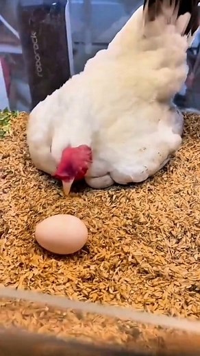 184K views · 4.7K reactions | The hen is warming the egg to hatch the chick. #chicken #hatch #farming #rooster | Emdadul Haque Pramanik | Facebook