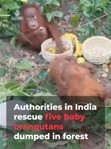 Authorities have rescued five baby orangutans found abandoned in India’s Odisha forest. Officials believe they were smuggled, since the critically endangered species only live on the islands of Borneo and Sumatra. #news