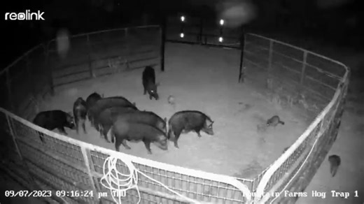 21K views · 270 reactions | Join the hunt as wild hogs are trapped out of a neighbor’s hay field, preventing damage while showcasing expert trapping techniques! | Ellen Roman | Facebook