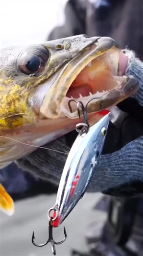 The OG TRAP catches them all 🤘😎 #billlewis #rattletrap #fishing | Bill Lewis Fishing