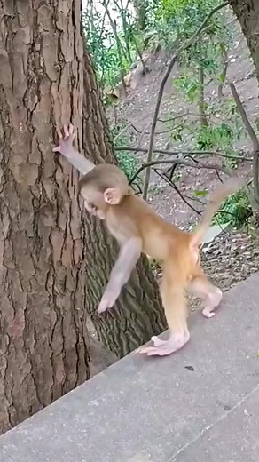 86K views · 391 reactions | This little monkey try push tree down #babymonkey #poormonkey #treerat #sherryswonderland #monkey #monkeybaby❤️ #monkeysoftiktok #monkeydluffy #babymonkeys #monyetbaby #monyet #monkeylove #monpaibaby #macaquemonkey #Macaque ##petmonkey #babyshark #mindcraft | Monkey Cute | Facebook