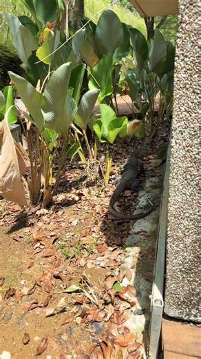 Nature of Singapore: Malayan Monitor Lizard #travel