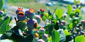 The Agricultural Experience