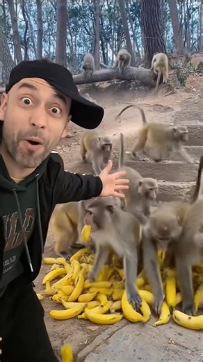 What is it about these bananas that makes the monkeys go crazy? #funny #mindgames