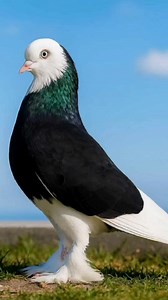 8.2K views · 166 reactions | Beautiful birds. #birds #birdlife #birdlovers #birdwatching #birdphotography #viralreelsシ #reelsfbシ #viralreelsfacebook #reelsfeed | Birds Diary | Facebook