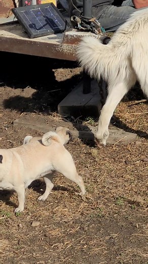 Berkshires have such a great temperment and it's time to introduce them to the new puppy! #Pugsofinstagram #knowyourfarmer #Berkshirepigs #farmlife | Cobblestone Farm - Naturally Raised Berkshire Pigs