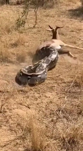 Python vs Deer — A Silent Struggle on the Savanna