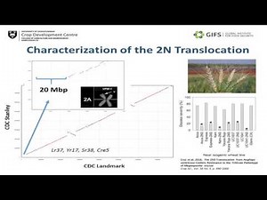 The 10 wheat genome project: Towards a Pan-genome of wheat