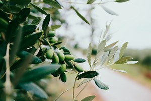Olive Harvest in Greece  - Greek Olive Oil Production - Harvest Tours