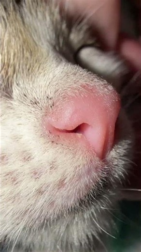 1 pink toe bean