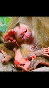205K views · 1.5K reactions | Giving birth monkey! #monkey #animals | Monkey Time | Facebook