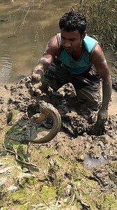Big Eel Fish Catching From Muddy #fishing #village #fishinglife #fish #fisherman | JP Fishing
