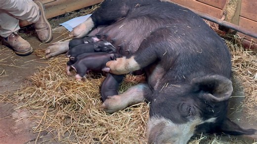 Whisper Creek Farm on Reels