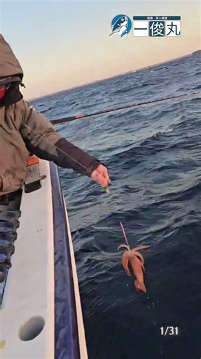 行程15分｜江ノ島沖でスルメイカ