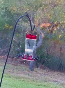 💜HUMMINGBIRD VIDEO OF THE DAY!💜 I live on the Texas coast in an area called The Preserve. We are in the direct route of the hummingbirds migration path. Our little town even hosts an Annual Hummingbird Festival. This video shows only one of my seven feeders that was getting that much traffics during Sept. I happily fill my feeders on a daily basis. Also provide fresh water and have lots of other blooming plants in our flower beds. By Colleen Bendele Zinsmeyer Sept 26, 2025 ____________________