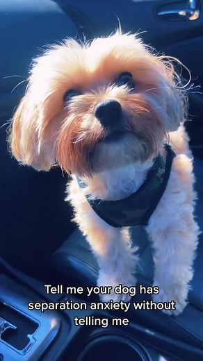 Tell me your dog has separation anxiety without telling me🥴😂 #MakeItCinematic #fyp #dog