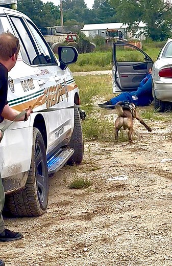 Felony stop -K9 apprehension with a drag line to remove decoy from weapon -verbal release. #k9 #k9training #k9unit #dog #dogtraining #police #dogsofinstagram #sheriffk9 #k9trainer #belgiummalinois | I80 K9