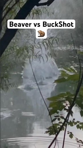Beaver Hunting with Buckshot