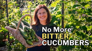 Can you grow cucumbers in a hot, dry climate? Absolutely. In this video, I’m sharing exactly how I grow cucumbers in my Arizona garden, even when temperatures soar. From the right planting time and heat-tolerant varieties to trellising, pruning, watering, and avoiding bitterness, you’ll learn what actually works in a desert climate. 00:00 Introduction 00:37 When to plant cucumbers in hot climates 01:12 The best varieties (including my favorite Japanese and Armenian types) 02:10 How to plant cucu