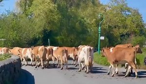 "Guernsey cows 🐮 Strutting their stuff whilst crossing the road 🇬🇬😍❤️." Thank you Anthony for sending in this fantastic clip. #MyGuernsey 🎥 Snapped By StoGo Photography | My Guernsey